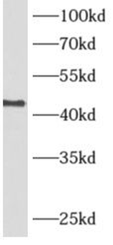 ADH7 Antibody