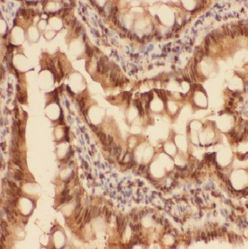 ADI1 Antibody