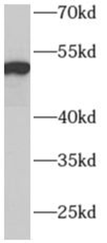 ADPGK Antibody