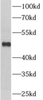 ADRA1B Antibody