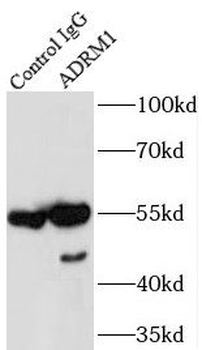ADRM1 Antibody