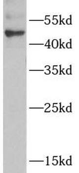 ADSS2 Antibody