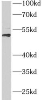 AEBP2 Antibody
