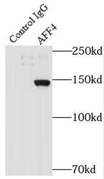 AFF4 Rabbit Polyclonal Antibody