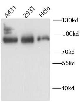 AFM Antibody