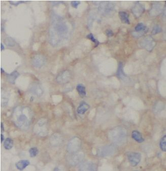 AFM Antibody