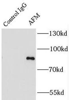 AFM Antibody