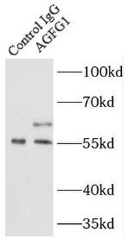 AGFG1 Antibody