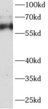 AGFG1 Antibody