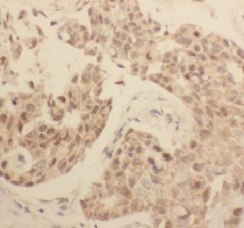 AGFG1 Antibody