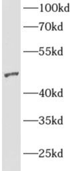 AGFG2 Antibody