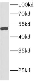 GPAT4 Antibody