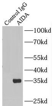 AIDA Antibody