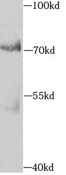 AIFM3 Antibody