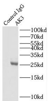 AK3 Antibody