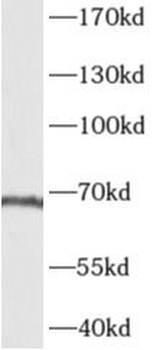 AKNA Antibody