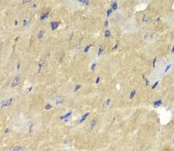 AKR7A2 Antibody