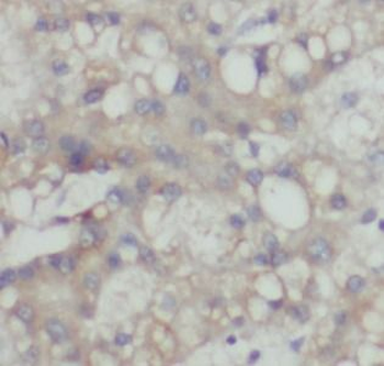 ALDH1A3 Antibody