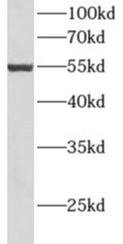 ALDH3A2 Antibody