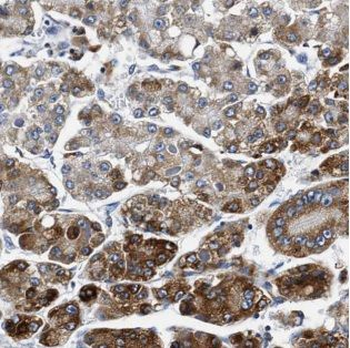 ALDH3A2 Antibody