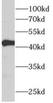 ALDH3B2 Antibody