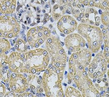 AP2A1 Antibody