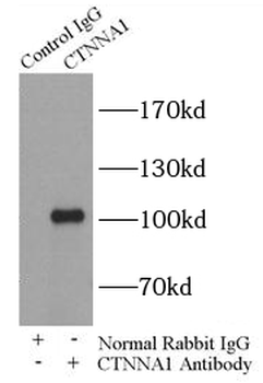 CTNNA1 Antibody