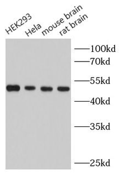 alpha Tubulin Rabbit Polyclonal Antibody