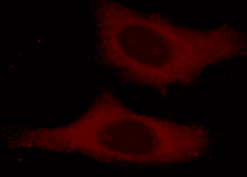 alpha Tubulin Rabbit Polyclonal Antibody