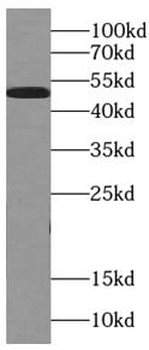 alpha Tubulin Antibody