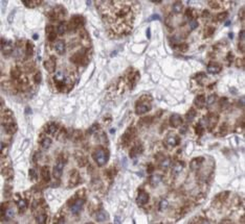 alpha Tubulin Antibody