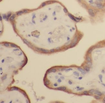 ALPG Antibody