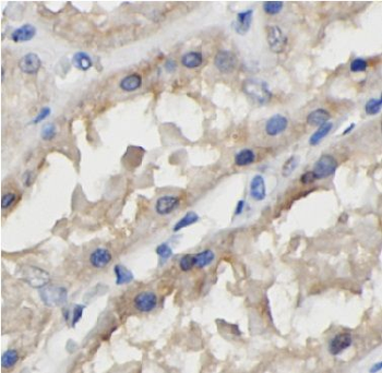 GFER Antibody