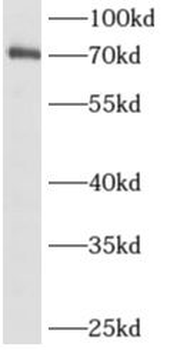 ALX3 Antibody