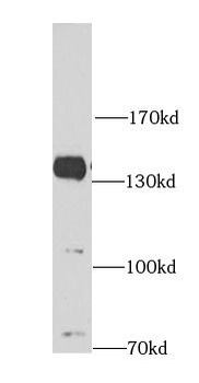 AMBRA1 Antibody