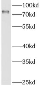AMFR Antibody