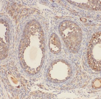 AMFR Antibody