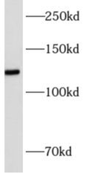 AMOT Antibody