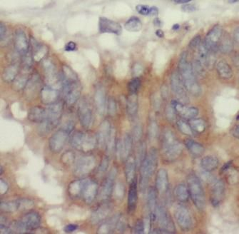 AREG Antibody