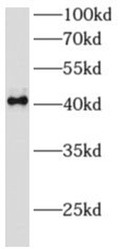 AMZ2 Antibody