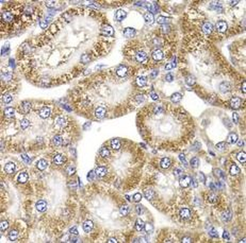 ANAPC5 Antibody