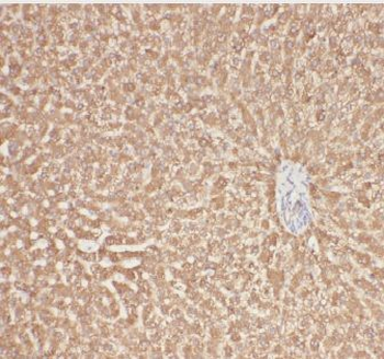 AGT Mouse Monoclonal Antibody