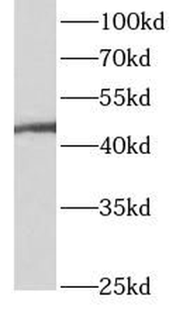 ANGPTL5 Antibody
