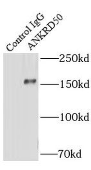 ANKRD50 Antibody