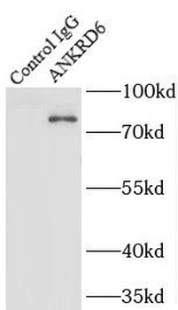 ANKRD6 Antibody