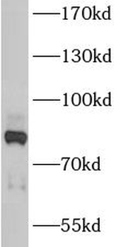 ANKZF1 Antibody