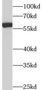 ANXA11 Antibody