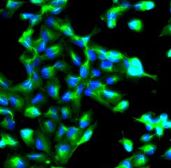 ANXA2 Antibody