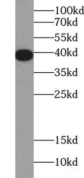 ANXA2 Antibody