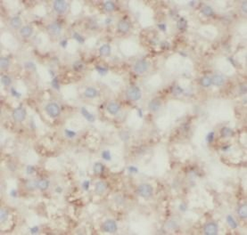 ANXA2 Antibody